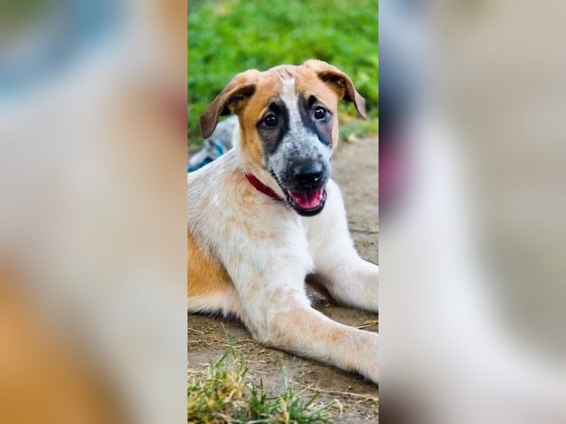 Malinois Mix Welpen aus dem Tierschutz