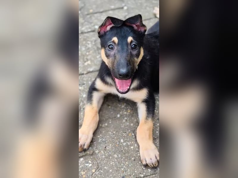 Malinois Mix Welpen aus dem Tierschutz