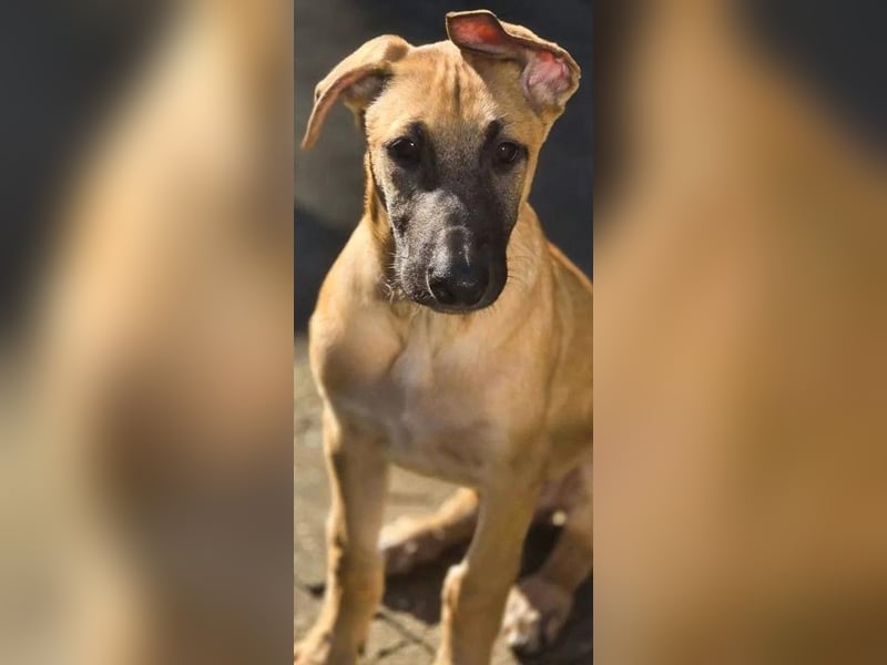 Malinois Mix Welpen aus dem Tierschutz