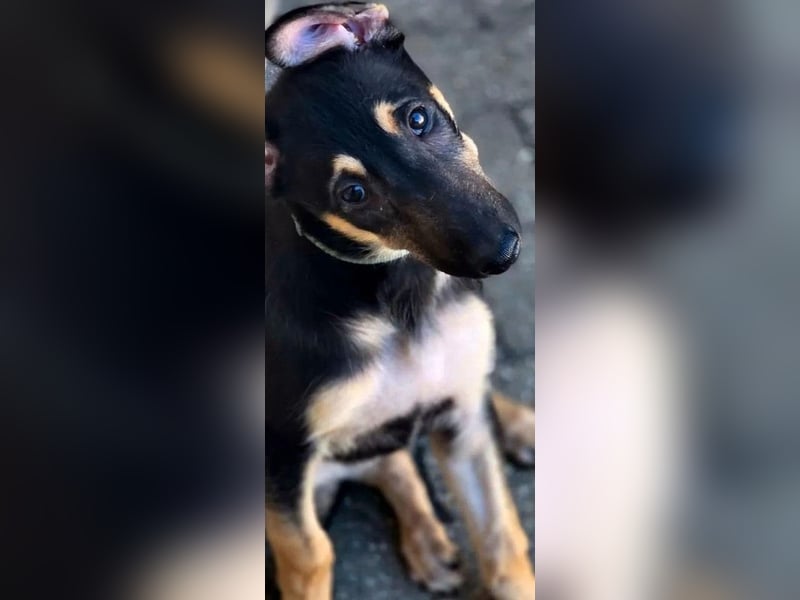 Malinois Mix Welpen aus dem Tierschutz