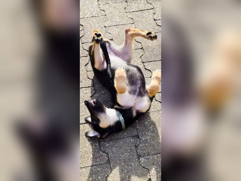 Malinois Mix Welpen aus dem Tierschutz