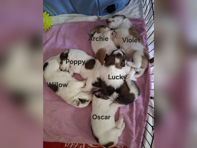 Lucky