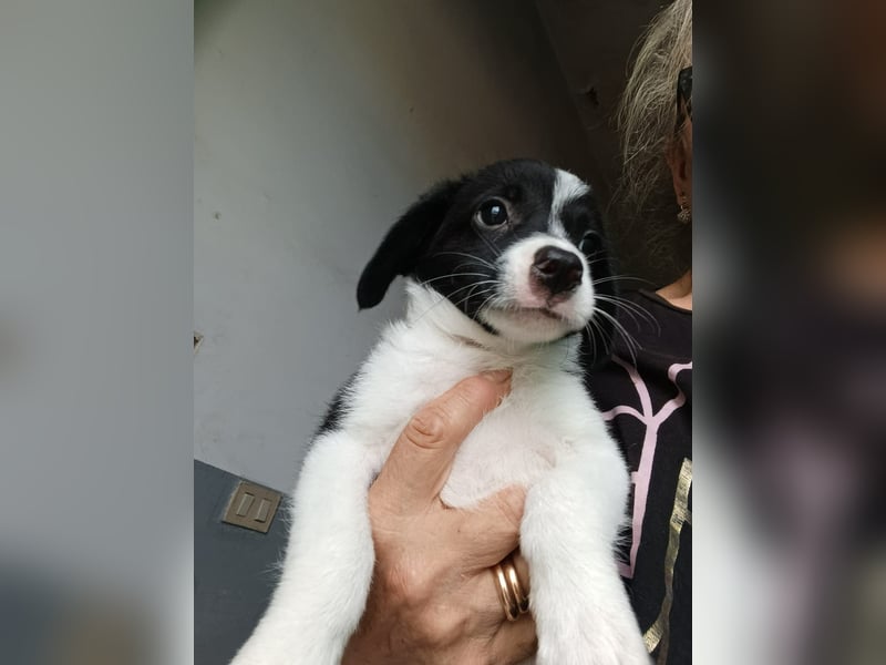Zuko