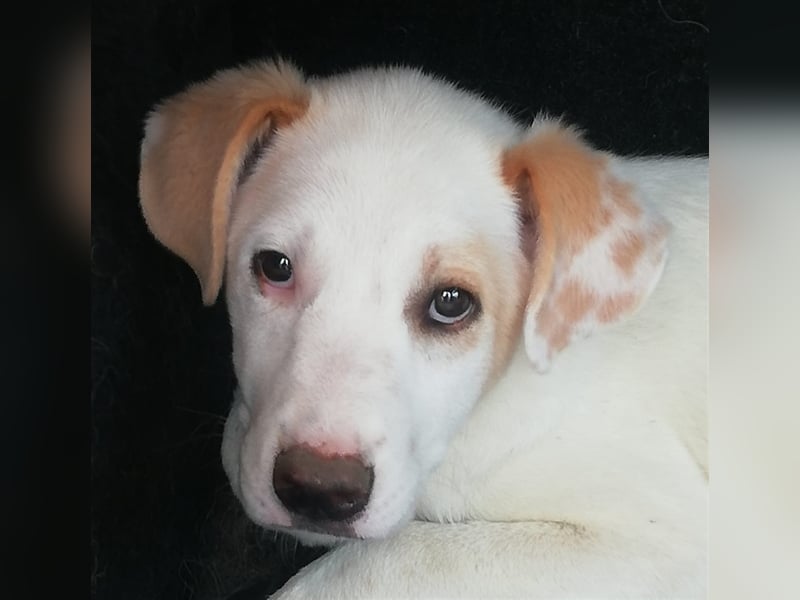 Bimba