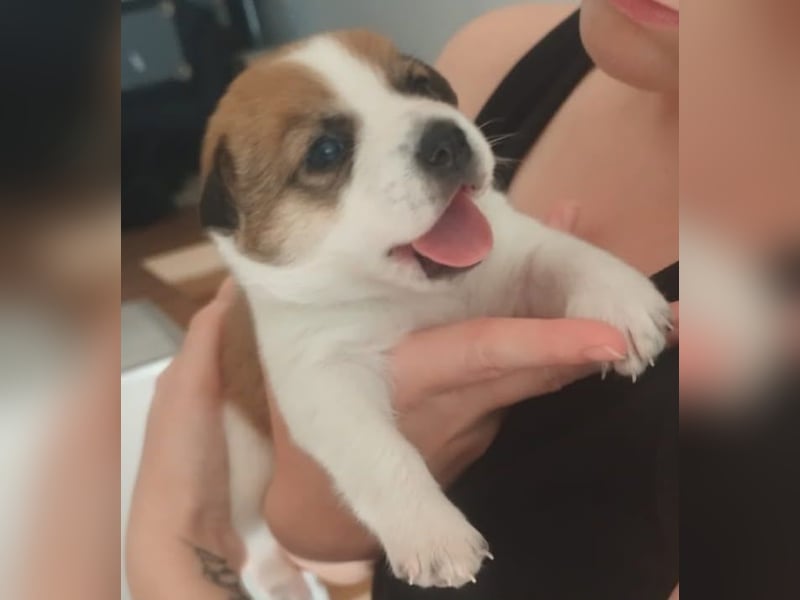 Archie