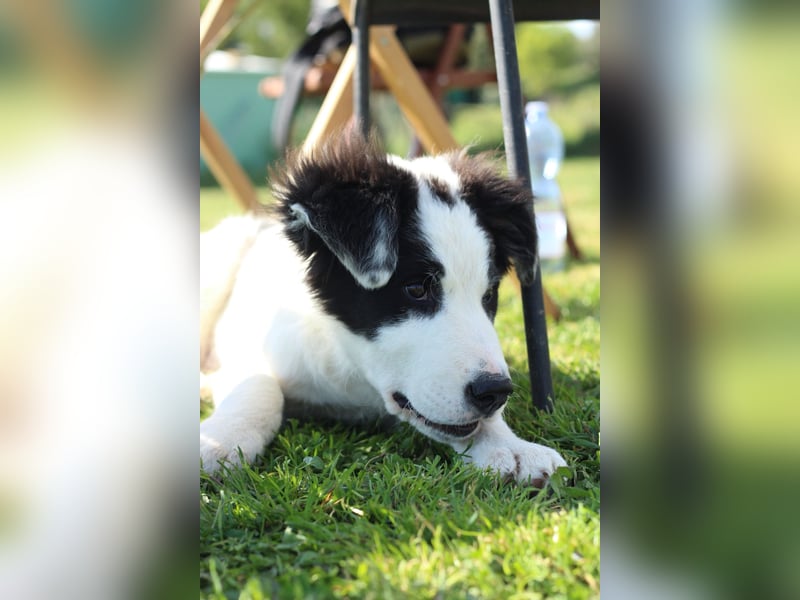 Zeus