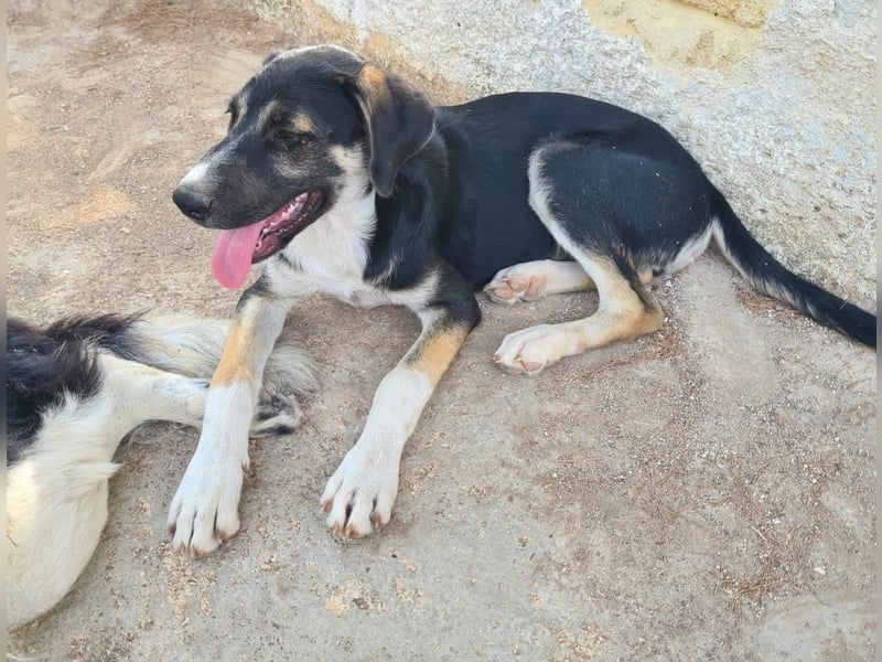 Moro