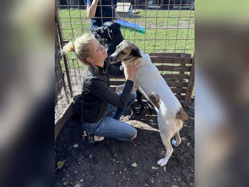 Carla ist eine entspannte Hündin