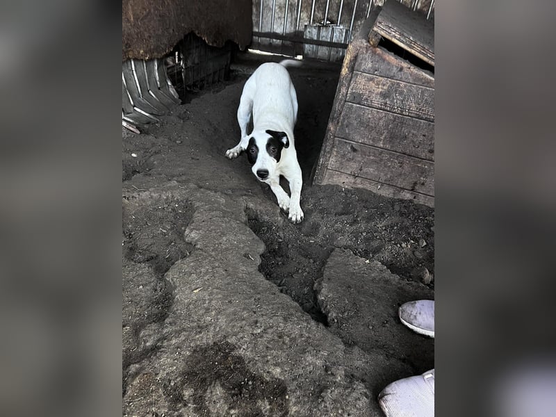 Lupi ist unwiderstehlich