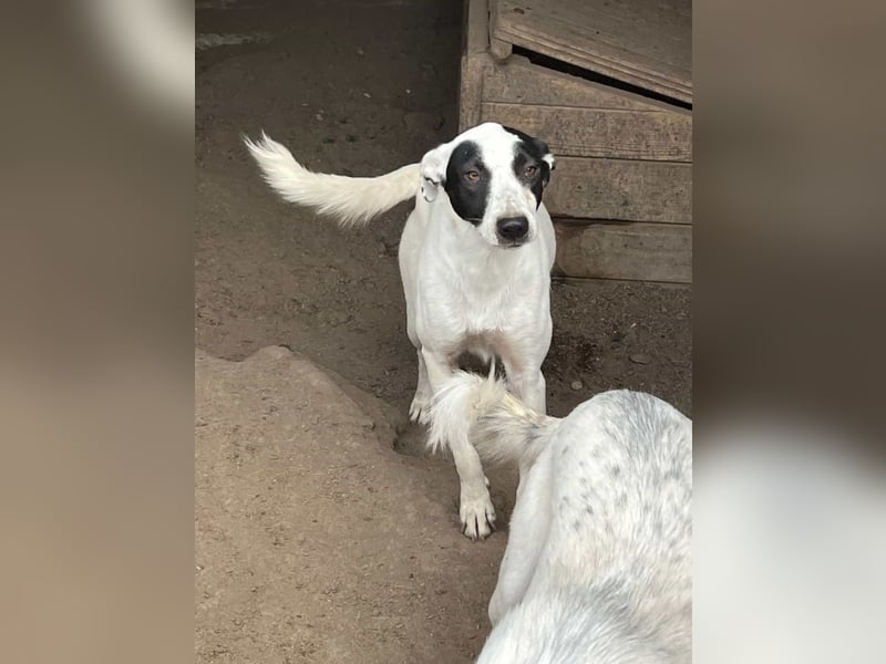 Lupi ist unwiderstehlich