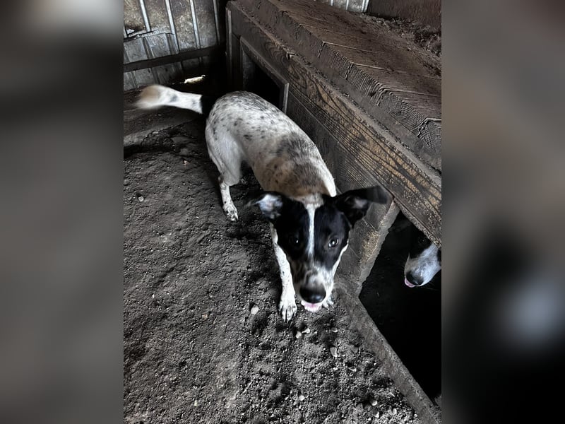 Flöti ist ein bezaubernder Bub