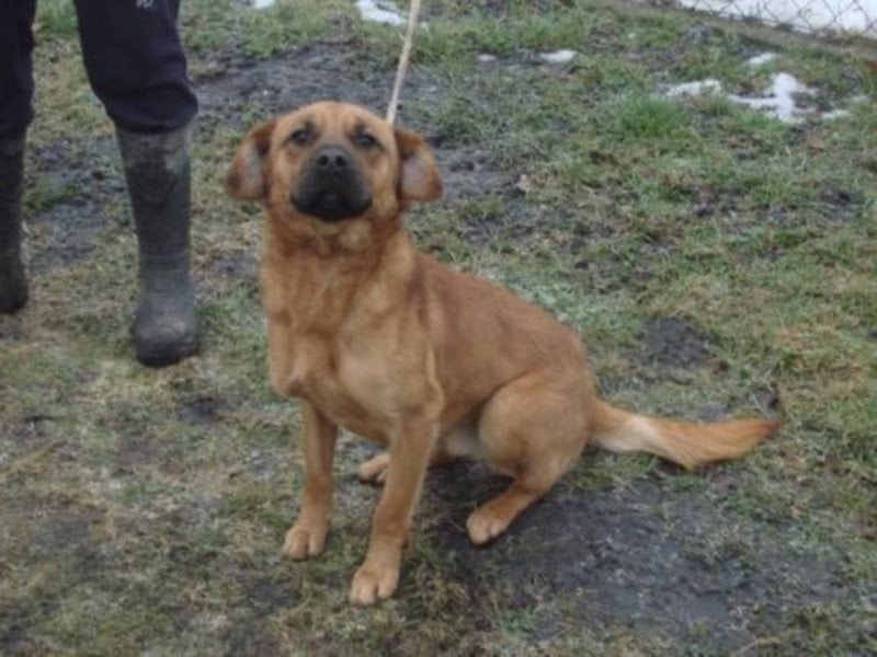 Sir Henry - ein lieber, sehr freundlicher Rüde möchte so gerne seine Familie haben