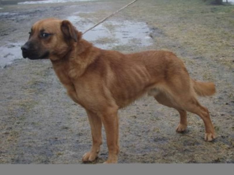 Sir Henry - ein lieber, sehr freundlicher Rüde möchte so gerne seine Familie haben