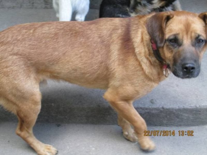 Sir Henry - ein lieber, sehr freundlicher Rüde möchte so gerne seine Familie haben