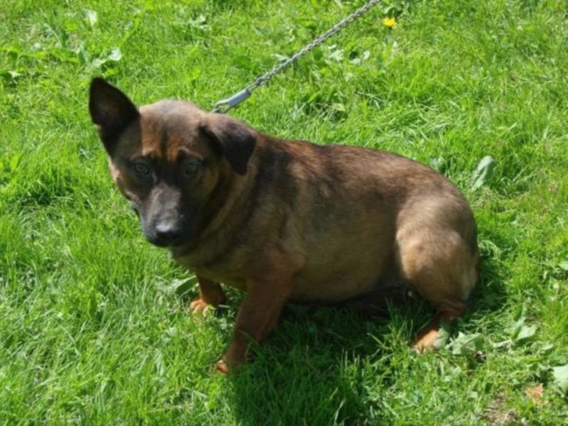 Der lieber Cookie hat sein Vertrauen an Menschen verloren. Wer hilft ihm den Menschen wie