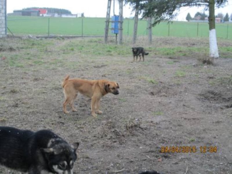 Sir Henry - ein lieber, sehr freundlicher Rüde möchte so gerne seine Familie haben