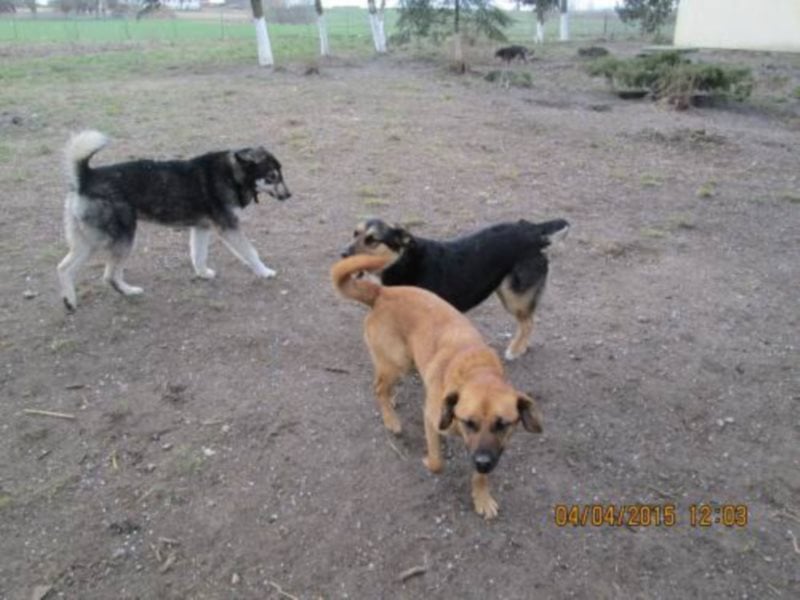 Sir Henry - ein lieber, sehr freundlicher Rüde möchte so gerne seine Familie haben