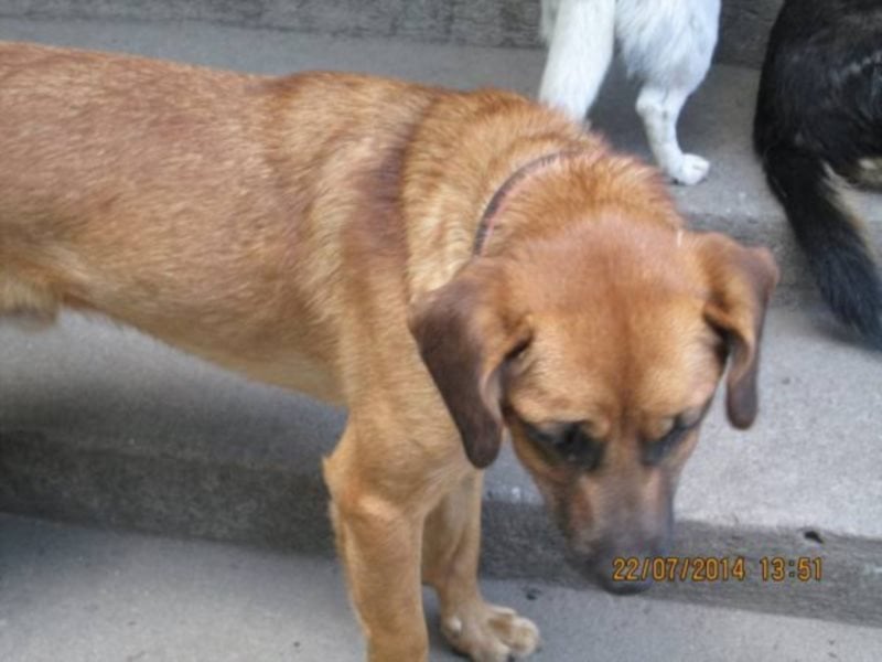 Sir Henry - ein lieber, sehr freundlicher Rüde möchte so gerne seine Familie haben