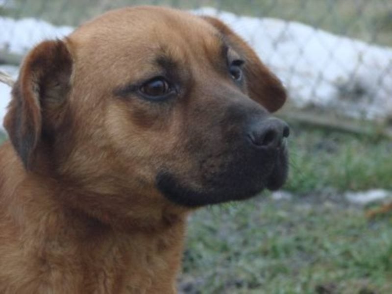 Sir Henry - ein lieber, sehr freundlicher Rüde möchte so gerne seine Familie haben