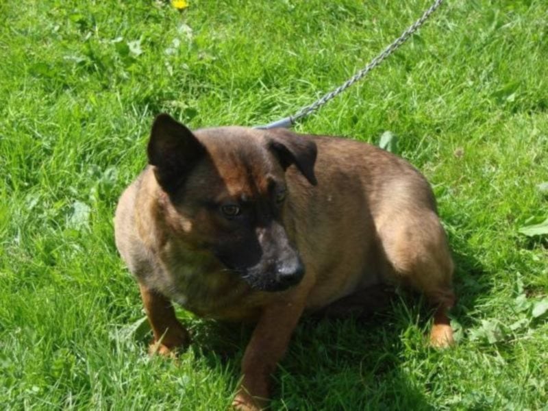 Der lieber Cookie hat sein Vertrauen an Menschen verloren. Wer hilft ihm den Menschen wie