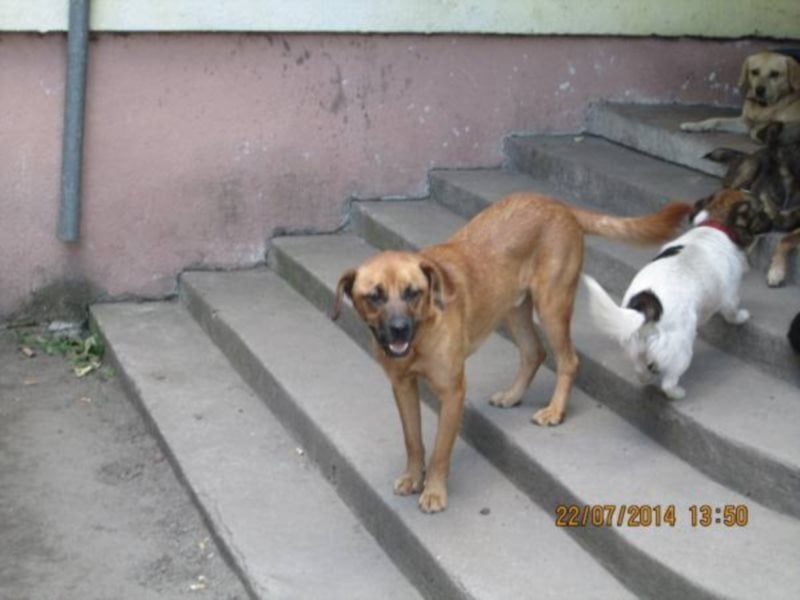 Sir Henry - ein lieber, sehr freundlicher Rüde möchte so gerne seine Familie haben