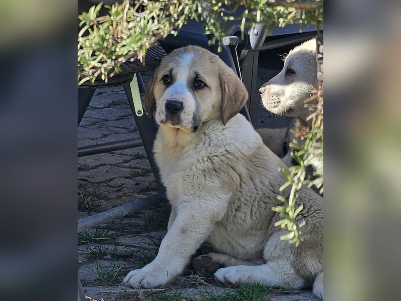 Mittelasiatischer Schäferhund mit stammbaum