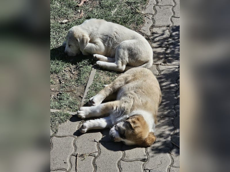 Mittelasiatischer Schäferhund mit stammbaum