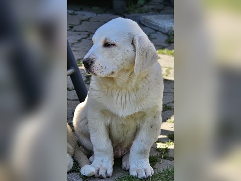 Mittelasiatischer Schäferhund mit stammbaum