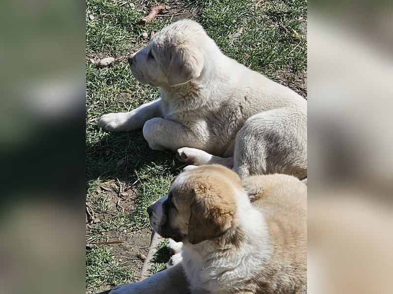 Mittelasiatischer Schäferhund mit stammbaum
