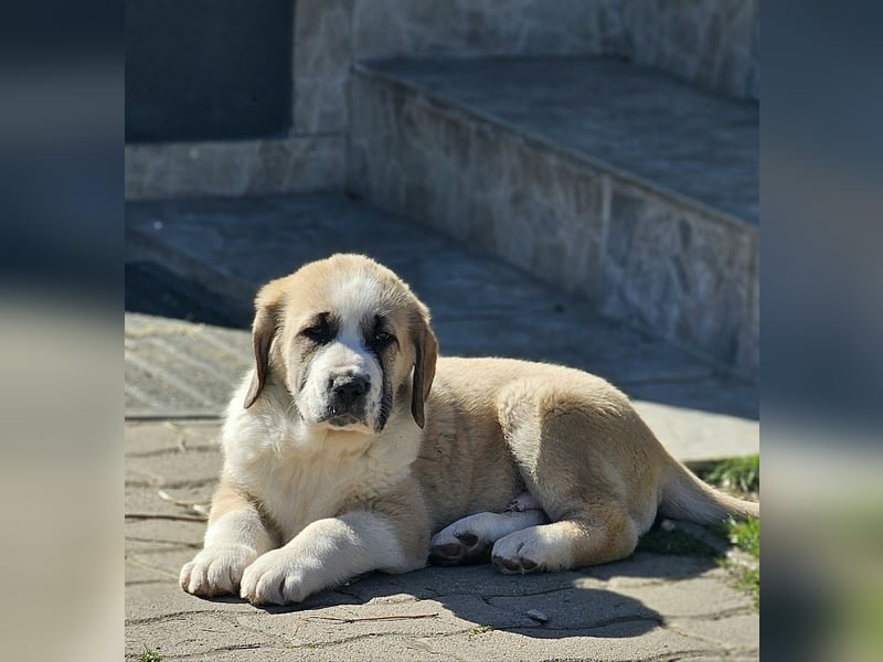 Mittelasiatischer Schäferhund mit stammbaum