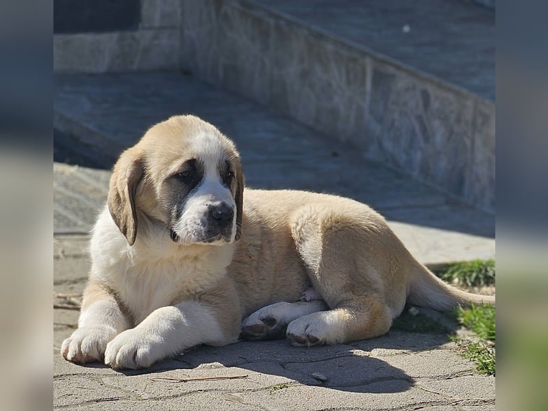 Mittelasiatischer Schäferhund mit stammbaum