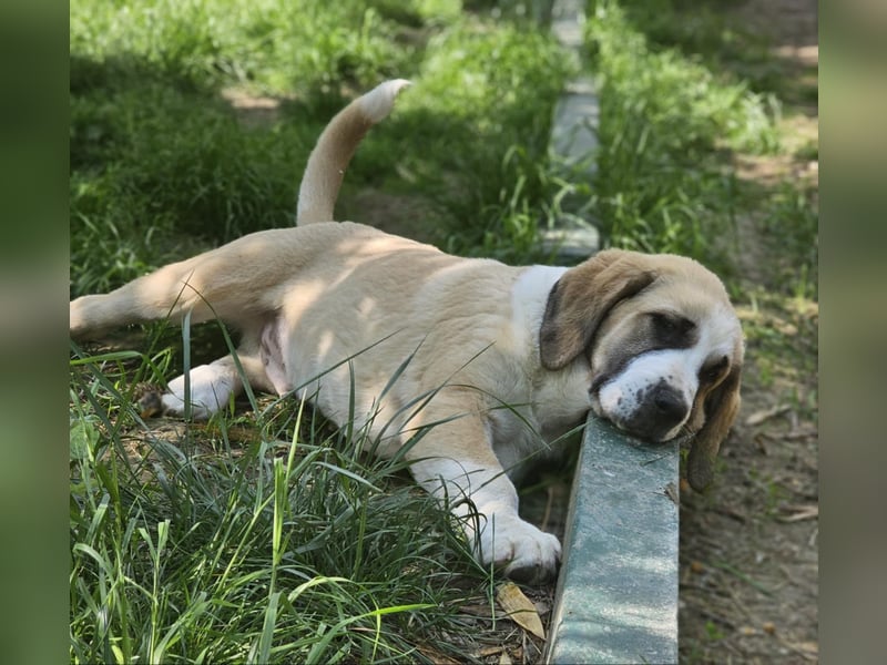 Mittelasiatischer Schäferhund mit stammbaum