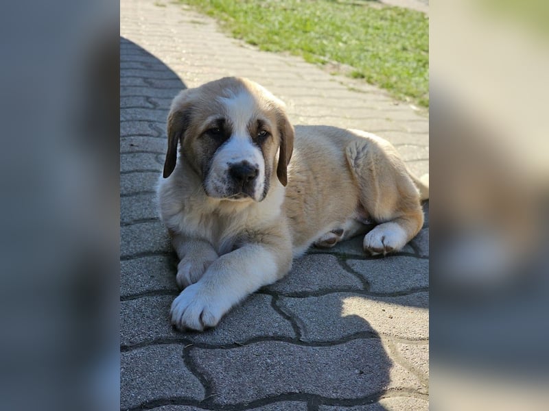 Mittelasiatischer Schäferhund mit stammbaum
