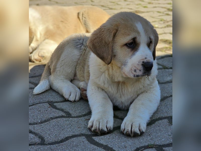 Mittelasiatischer Schäferhund mit stammbaum
