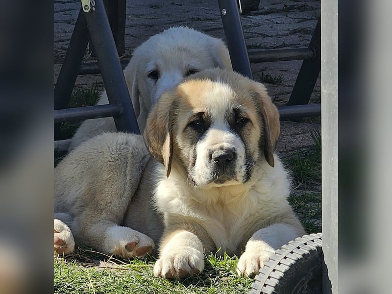 Mittelasiatischer Schäferhund mit stammbaum