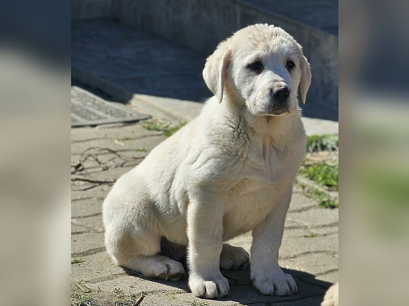 Mittelasiatischer Schäferhund mit stammbaum