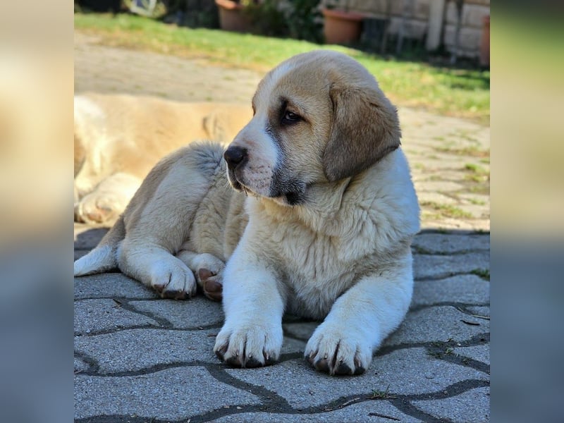Mittelasiatischer Schäferhund mit stammbaum