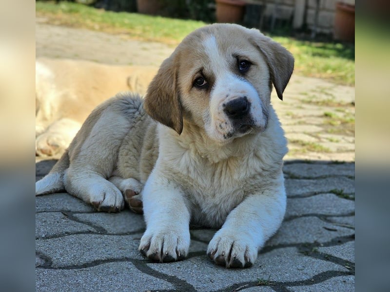 Mittelasiatischer Schäferhund mit stammbaum