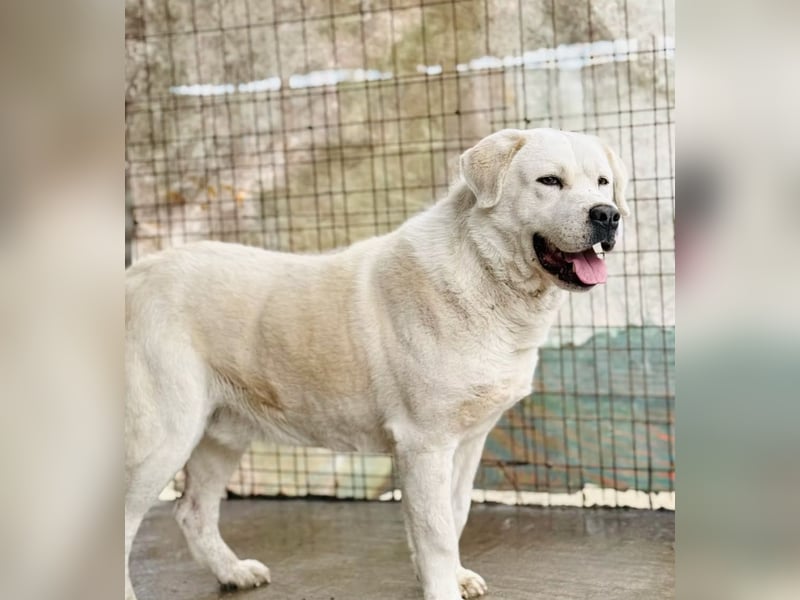 DÖMPER - Herzensriese sucht Zuhause