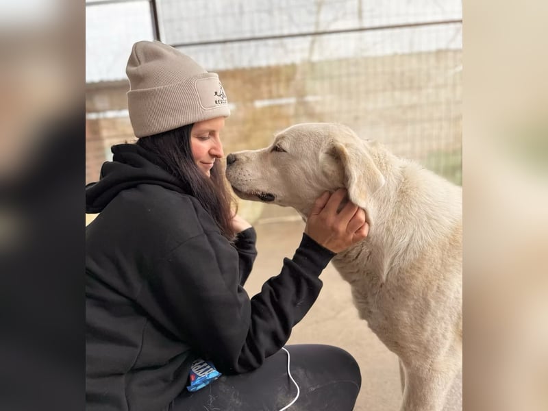 DÖMPER - Herzensriese sucht Zuhause