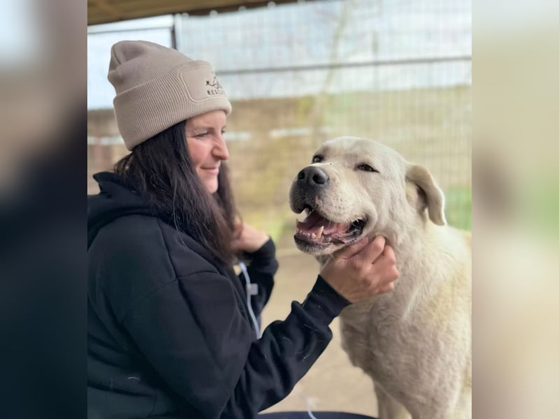 DÖMPER - Herzensriese sucht Zuhause