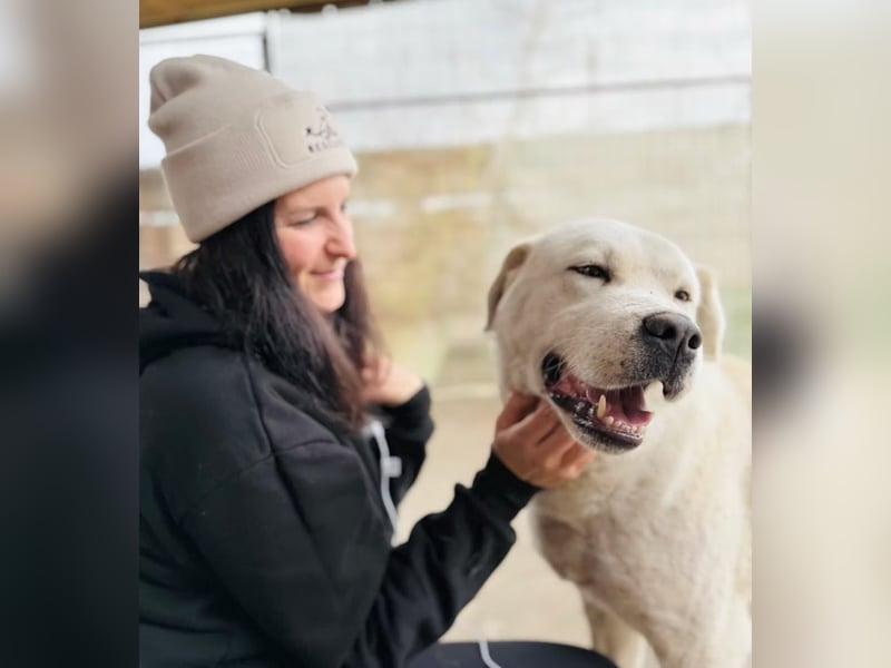 DÖMPER - Herzensriese sucht Zuhause