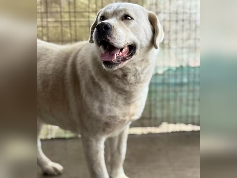 DÖMPER - Herzensriese sucht Zuhause