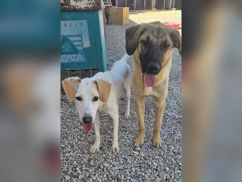 Kajan hofft, von seinen Menschen gefunden zu werden