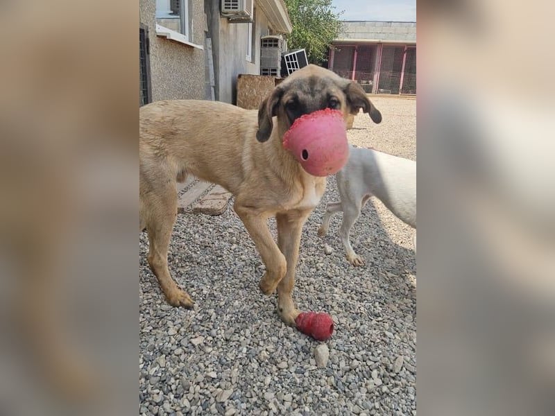Kajan hofft, von seinen Menschen gefunden zu werden