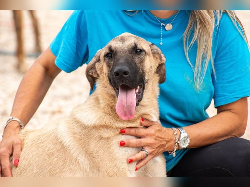Kajan hofft, von seinen Menschen gefunden zu werden