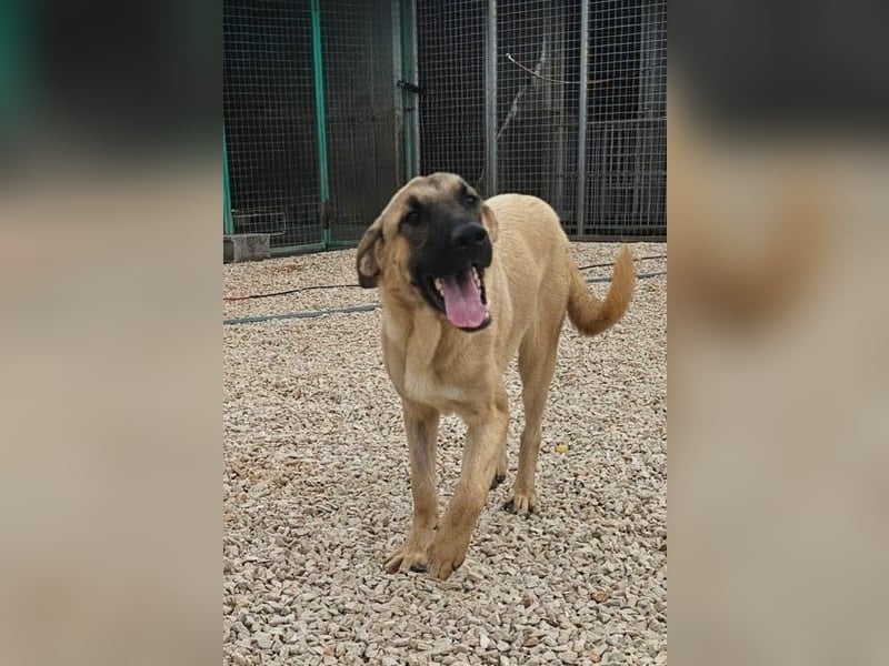 Kajan hofft, von seinen Menschen gefunden zu werden