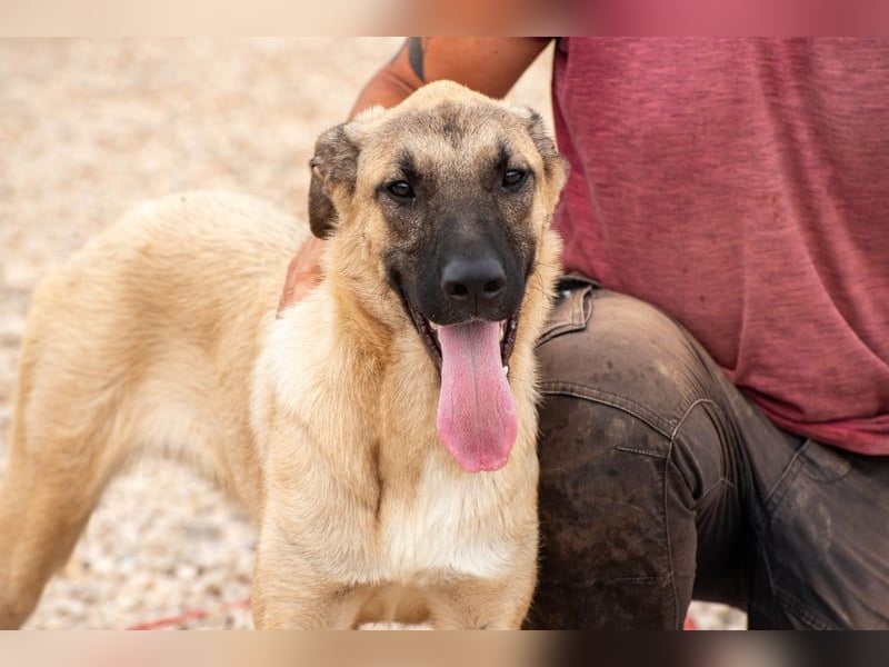 Kajan hofft, von seinen Menschen gefunden zu werden