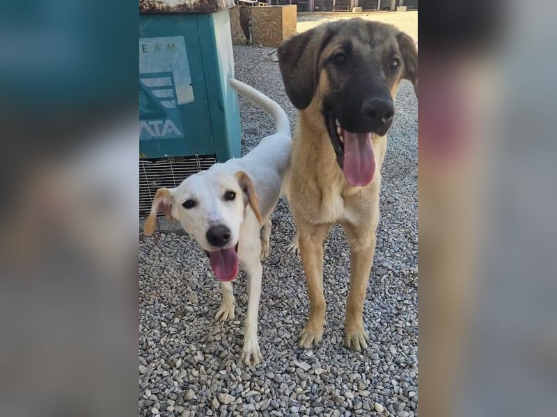 Kajan hofft, von seinen Menschen gefunden zu werden