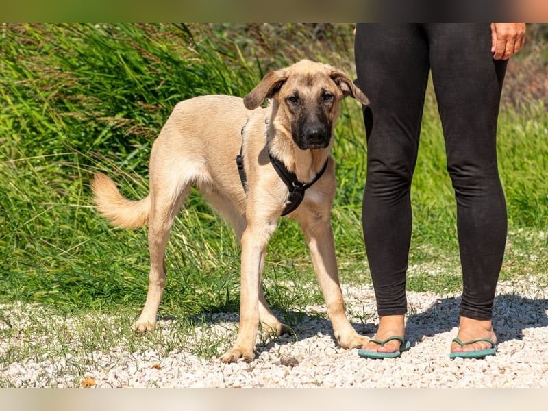 Kajan hofft, von seinen Menschen gefunden zu werden